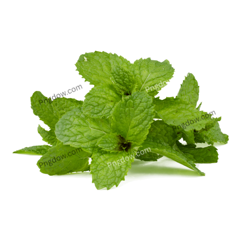 Stunning Peppermint PNG Image with Transparent Background Downloaded