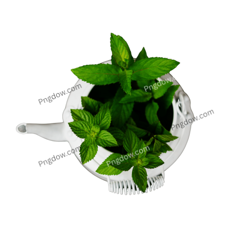 Peppermint PNG image with transparent background Peppermint PNG