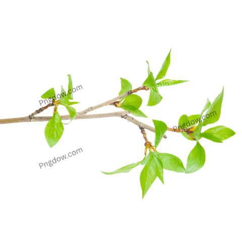 Peppermint vector PNG