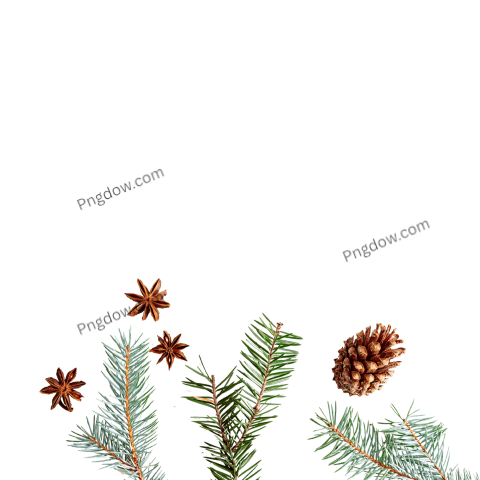 High Quality Pine cone PNG Image with Transparent Background for Versatile Use