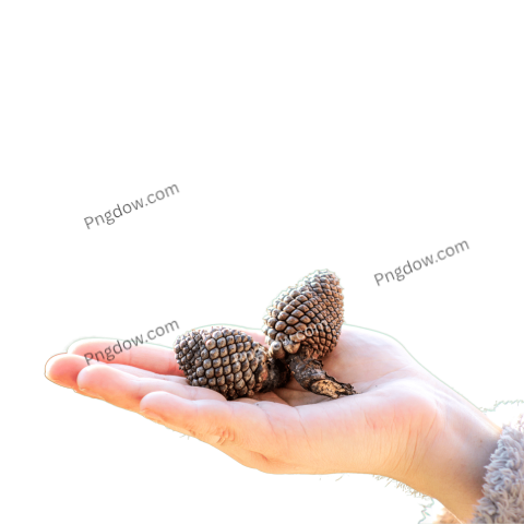 Pine cone PNG transparent background