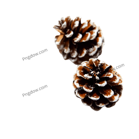 Free Pine cone PNG images