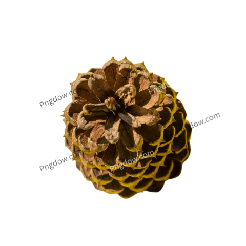 Pine cone illustration PNG for free
