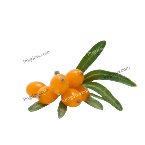 Download Sea buckthorn PNG Image with Transparent Background High Quality and Free