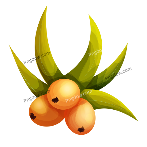 Exclusive Sea buckthorn PNG Image with Transparent Background Download Now!