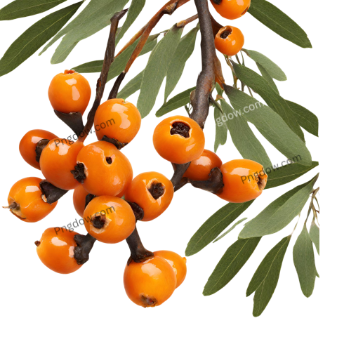 Stunning Sea buckthorn PNG Image with Transparent Background Download Now