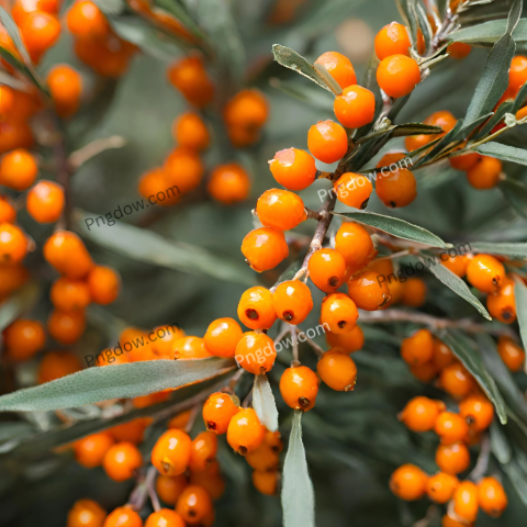 Sea buckthorn background images