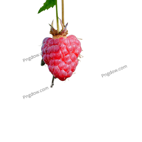 Raspberry Png images free download