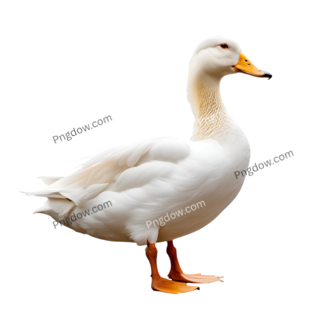 White duck standing on black background Duck PNG