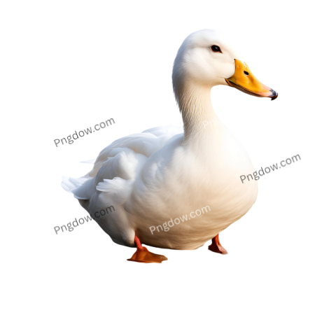 A white duck stands prominently against a solid black background, showcasing its features in a striking contrast
