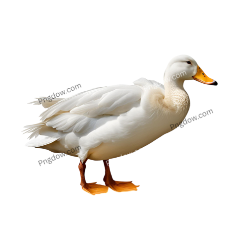 A white duck silhouette against a solid black background, showcasing its distinct features in a striking contrast