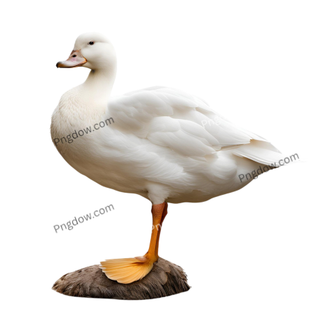 White duck standing on rock, isolated on transparent background Duck PNG