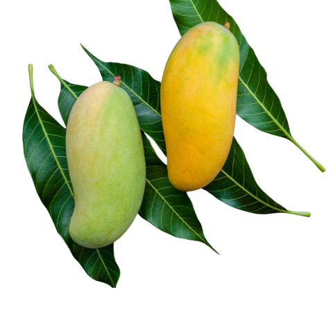 mango png transparent background images free download