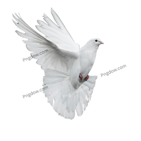 dove logo png
