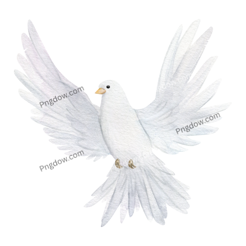 dove illustration png