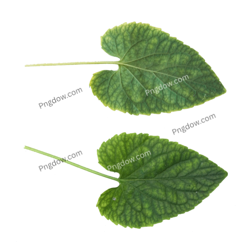 Get a Free Green Leaf PNG Image for Your Design Projects